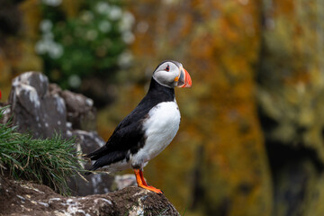 close-up view of an Atlantic or Common Puffin in the East Fjords of Iceland