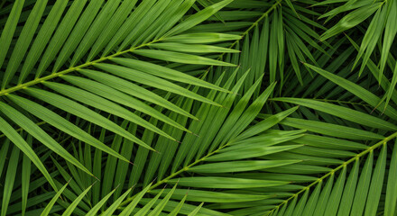 Vibrant overlapping green palm leaves forming a dense tropical foliage background with natural texture and linear patterns
