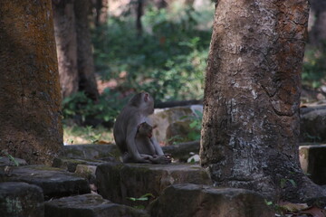 カニクイザルの親子