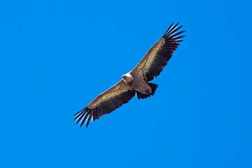 Vautour fauve