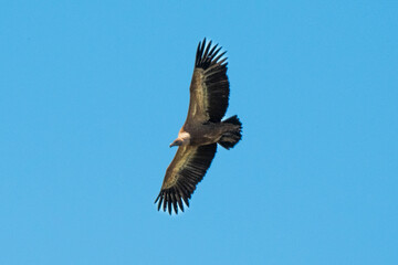 Vautour fauve