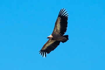 Vautour fauve