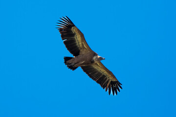 Vautour fauve