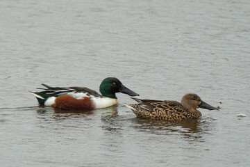 Canard souchet