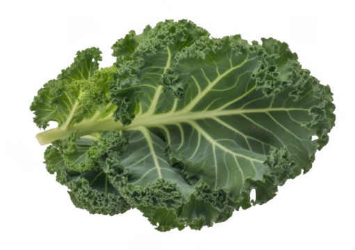Single green kale leaf with ruffled edges and prominent veins isolated on a transparent background 1