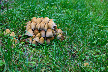 Funny family of mushrooms called Ink Cap in green grass