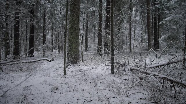 wintry woodland scene, clearing with snow and fallen branches, sparse snow patch amid low tree limbs and hush, open snowcovered space with scattered logs in soft winter light