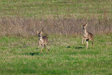 Rehe im Herbst in Brandenburg	auf der Flucht