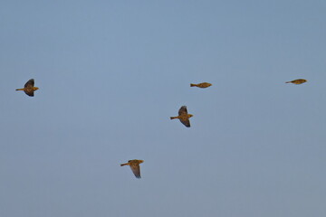 Grauammern im Flug im Herbst	
