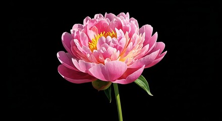 Obraz premium Vibrant pink peony flower with delicate petals and a bright yellow center isolated against a clean black background showcasing its natural beauty and elegance in a minimalist composition
