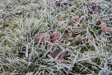 Obraz premium Frost covered grass blades in winter morning closeup, detailed icy texture on green plants forming natural cold background