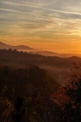 Sunset Through Bare Trees in Forest