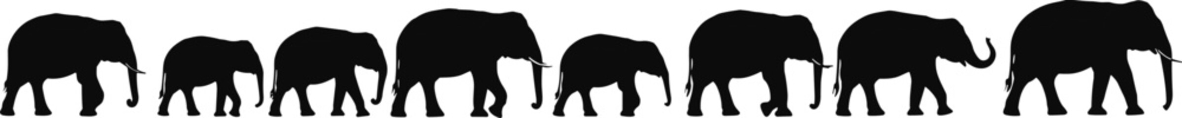 Silhouette of elephant herd walking together in nature, wildlife illustration, African safari animals, family group, animal conservation concept