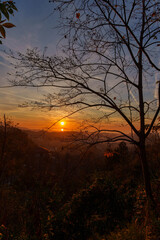 Naklejka premium Sunset Through Bare Trees in Forest
