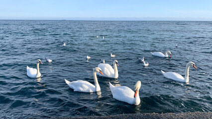 white swans swimming in the sea.