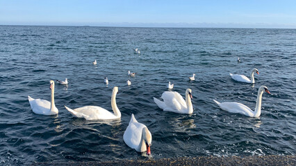 swans are swimming in sea water.