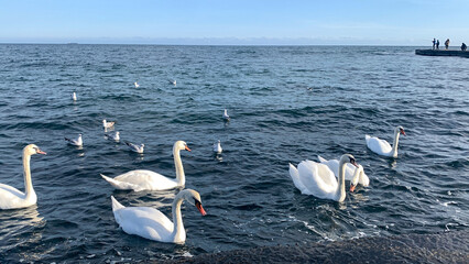 white swans swimming in the sea.