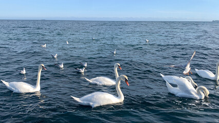 white swans swimming in the sea.