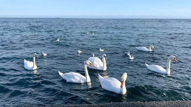 white swans swimming in the sea. - Powered by Adobe