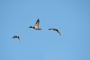 Three Ducks (Mallards) in Flight