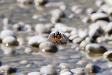 Kingfisher Mid-Air Hover Over Clear Flowing Water