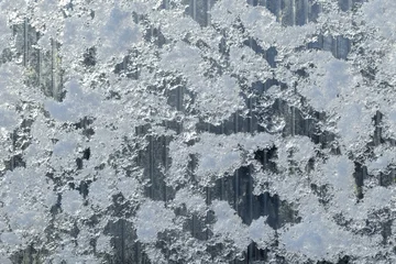 Fotobehang Beren Greenhouse wall made of transparent polycarbonate is covered with frost and snow  © evannovostro