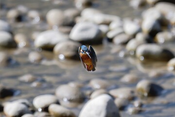 Hovering Kingfisher Searching for Prey Over River