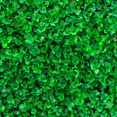 Obraz premium Green grass texture. Field of green grass, a lawn in spring. Background of color grass. Closeup of a freshly mowed lawn, park. Sports turf surface. Backdrop of pasture close up. Nature Wallpaper.