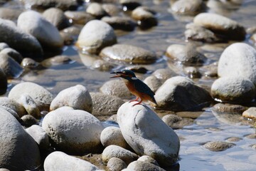 Kingfisher Holding Fish While Resting on Stone