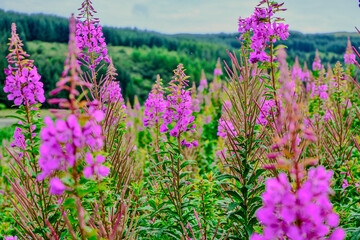 Obraz premium lavender flowers in the field