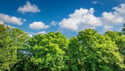 Obraz premium summer scene featuring lush green tree tops contrasted against a vibrant blue sky and fluffy clouds this green tree top line creates a serene and refreshing atmosphere in the summer