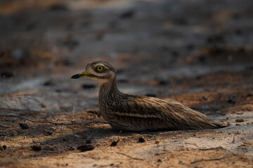 Eurasian stone-curlew resting on the ground in natural desert habitat