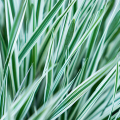 Green grass texture. Field of green grass, a lawn in spring. Background of color grass. Closeup of a freshly mowed lawn, park. Sports turf surface. Backdrop of pasture close up. Nature Wallpaper.