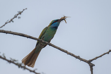  Blue-cheeked Bee-eater with Catch