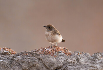 Desert Wheatear perched on rocky terrain