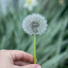 Fototapeta premium Hand holding a dandellion flower. Dandellion closeup