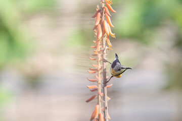 Purple sunbird feeding on tall orange flower in bright light