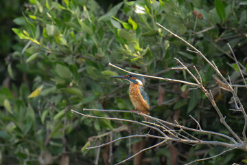 Common Kingfisher perched on a dry branch in natural habitat