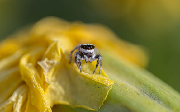 Macro close-up of a jumping spider on a yellow flower