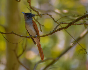 Fototapeta premium black capped kingfisher