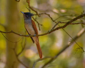 black capped kingfisher