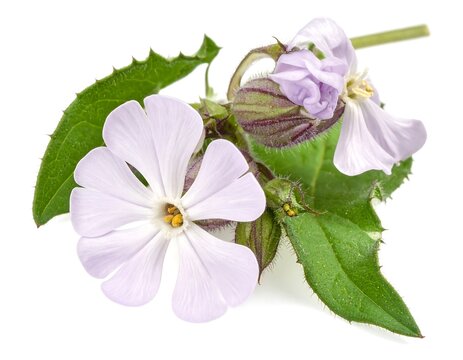 lilac flowers isolated on white background