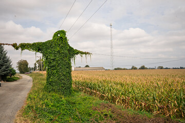 A vine growing on a pole formed in the shape of a scarecrow. Korbusz near Prudnik - Poland