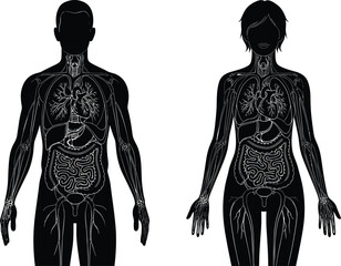 Male and female human body silhouettes displaying internal organs, circulatory, and digestive systems for medical and biological study.