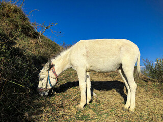 Obraz premium Donkey grazing in a meadow at sunset, Donkey in mountain
