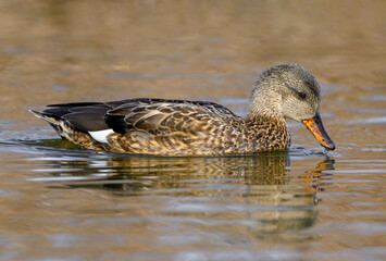 Gadwall, Anas strepera, adult female duck swimming on a coastal pool
Norfolk