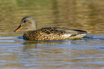 Gadwall, Anas strepera, adult female duck swimming on a coastal pool
Norfolk