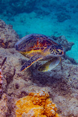 coral reef with fish