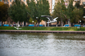 Seagull Flying Over Historic City Buildings