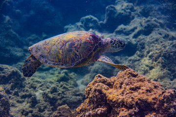 green sea turtle